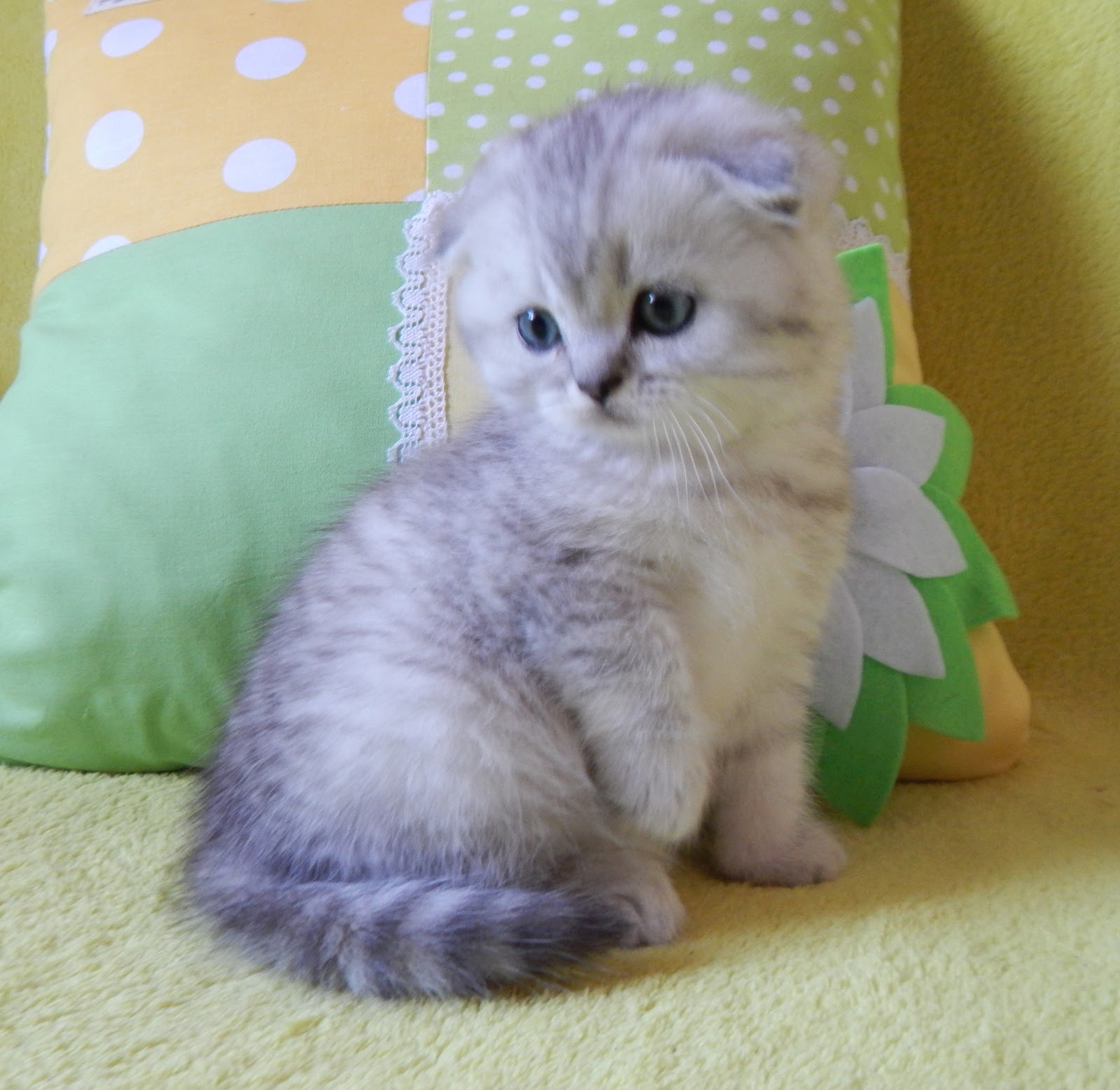 Клички для шотландских котов вислоухих шиншилловый